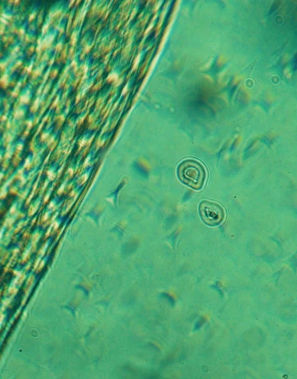 Calming Eye Cream - 30 ml